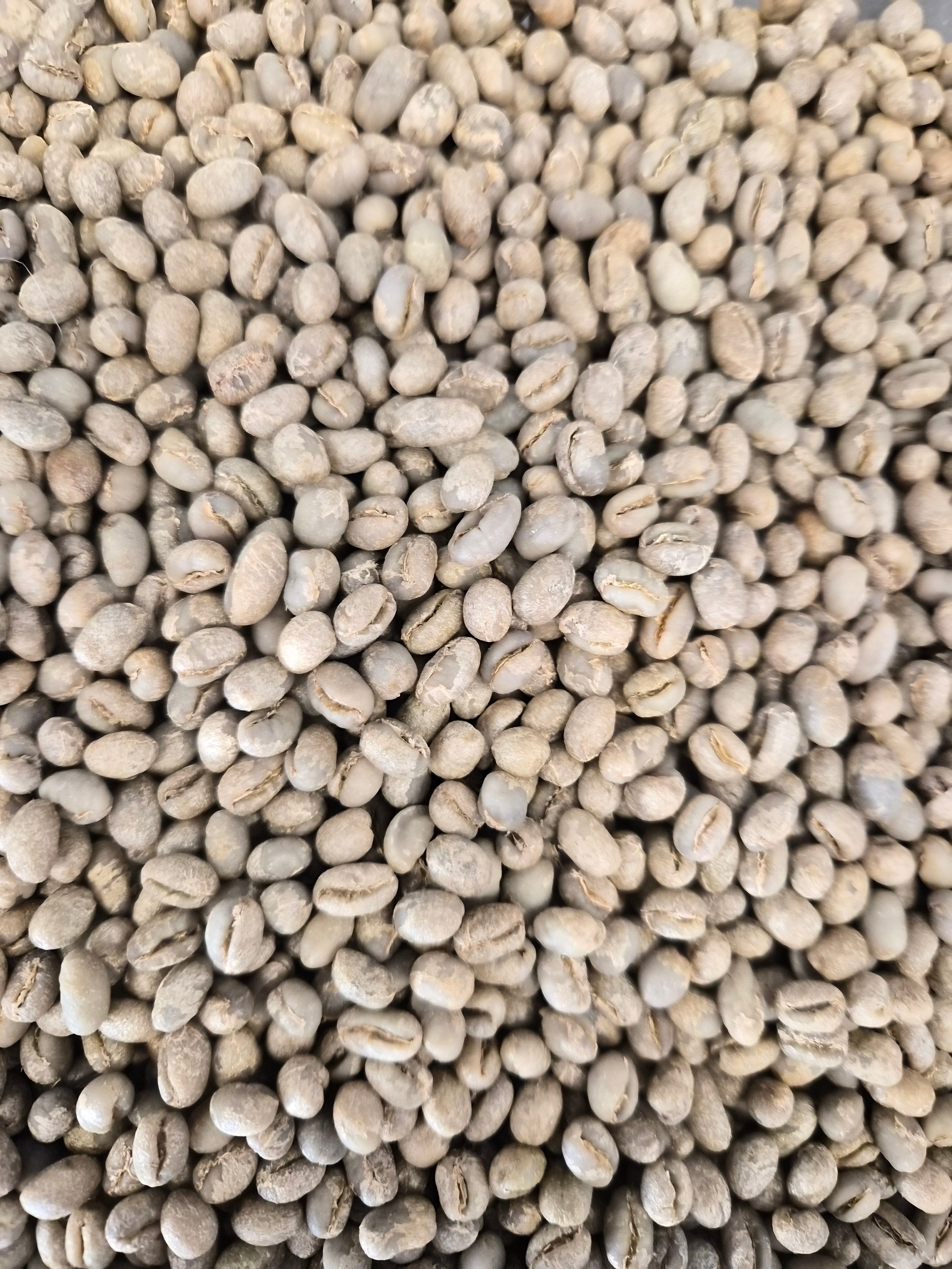 Bolivia — green beans